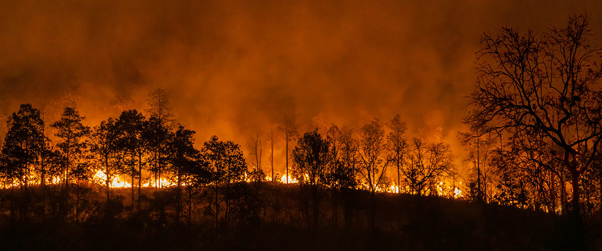 Wildfire burning wildfire in forest area of equatorial Asia